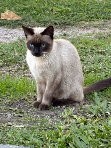 Gato siamês