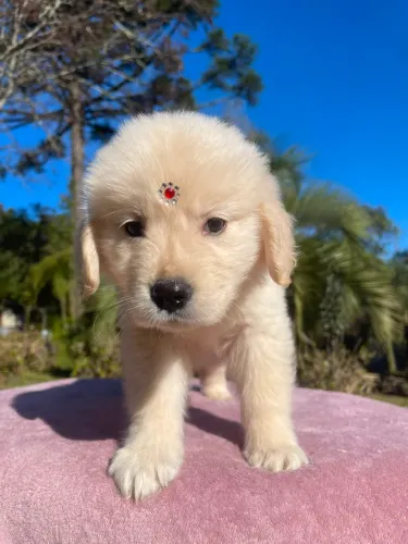 Perfeitinha Golden fêmea retriever