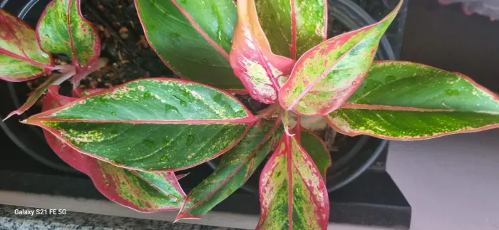 Mudas de Aglaonema vermelha e rosa