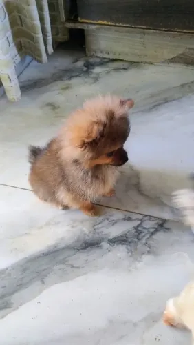 Filhotes de Spitz alemão, dois Tzu 2,000