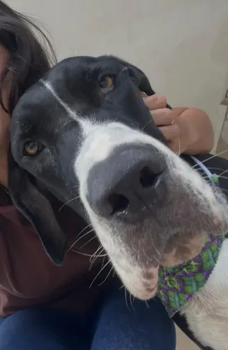 Dog alemão