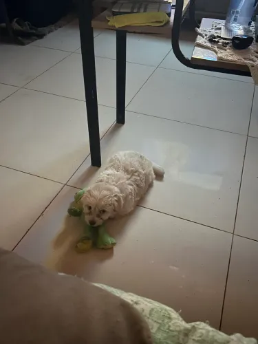 Vendo filhote de poodle