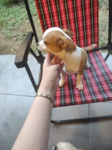 Lindo filhote de chihuahua 