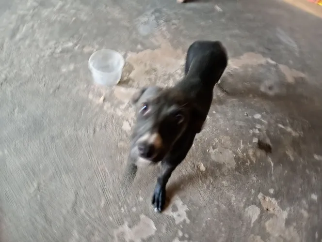 Cachorro