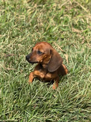 Dachshund mini - fêmea 