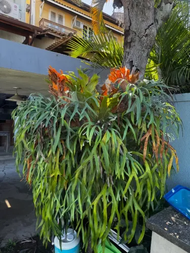 Chifre de Veado GIGANTE
