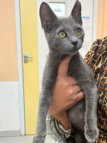 Gata castrada 