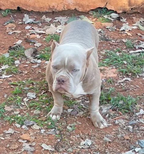 Filhote american bully pocket femea disponível