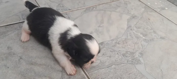 Filhote de Shih Tzu fêmea