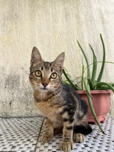 Gatinho para adoção responsável 