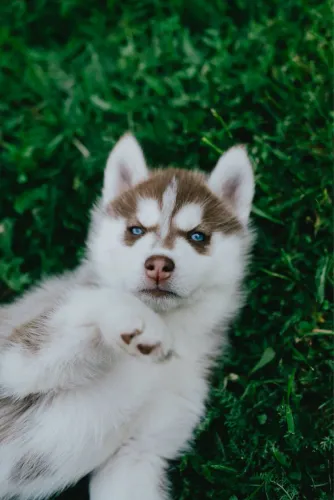 Husky red - 55 dias e com 1 vacina 