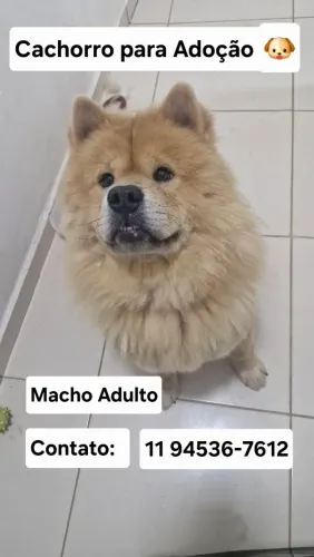 Cachorro Macho para Adoção