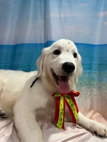 Lindos filhotes Golden Retrivier 