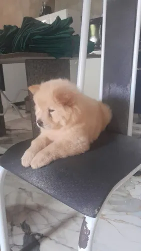 Filhote de Chow Chow femia