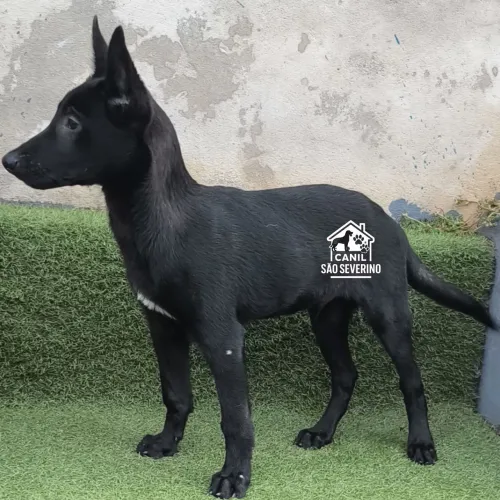 Pastor Belga Malinois Black- 10x R$300 no Cartão