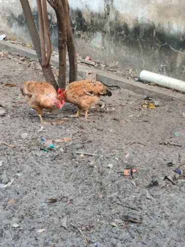 Galinhas em reprodução