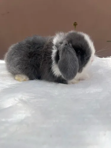 Mini coelho
