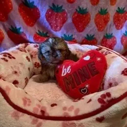 Shih Tzu,Shih Tzu Filhote Saudável Excelente Companhia