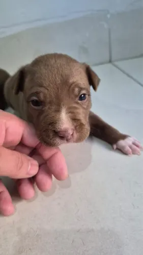 Lindos filhotes de Pitbul $500