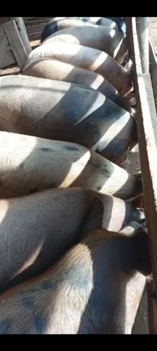 15 PORCAS 220  KILOS PRA CIMA CADA 17MIL