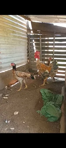 Venda