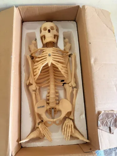 Esqueleto Anatômico Profissional ANATOMIC
