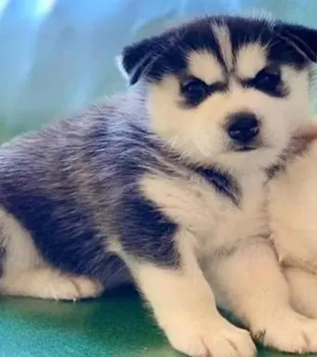 Husky siberiano olhar marcante