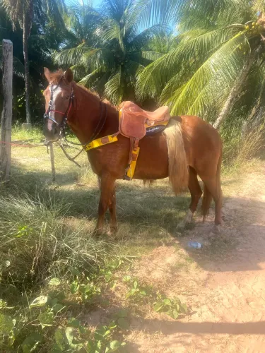 Égua top de patrão pra vender ligeiro e com urgência, estou precisando do dinheiro 