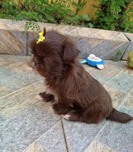 Shih Tzu fêmea, em 10x, com pedigree, cor chocolate.
