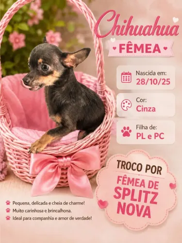 Troco fêmea de Chihuahua por fêmea de split