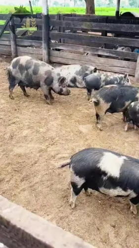 Porcos