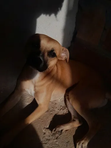 Cachorro 