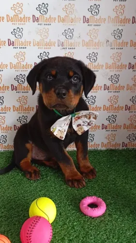Rottweiler Macho 
