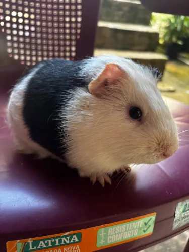 vendo porquinho da índia 