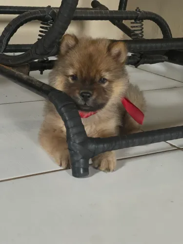 Vendo chow chow 
