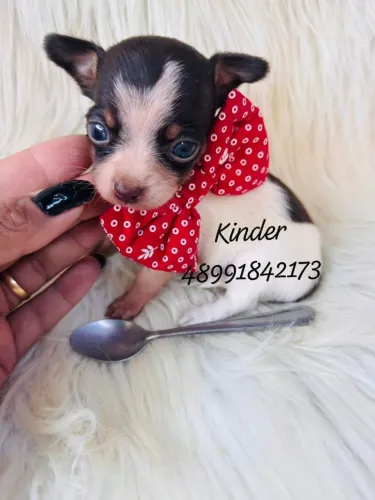 Lindo filhote machinhos de chihuahua com pinscher