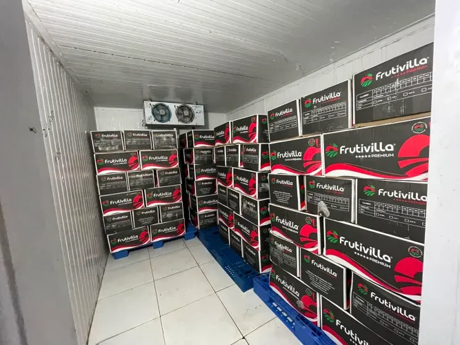 Maçã Caixa R$ 120,00