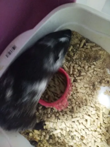 Porquinho da índia