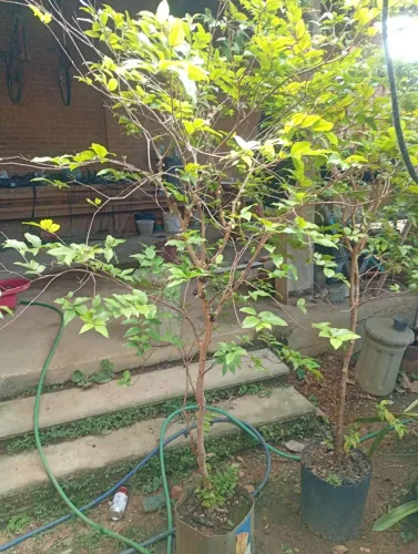 Mudas de jabuticaba já produzindo, valor apartir de 100 reis.