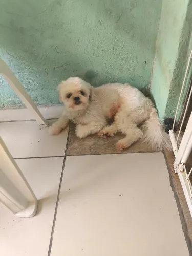 Vendo ou troco shih tzu