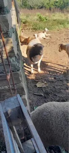 Carneiro dooper 