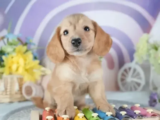 Baby dachshund/teckel/basset/salsicha/cofap com ótima genética e saudável