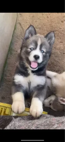 Huscky siberiano 