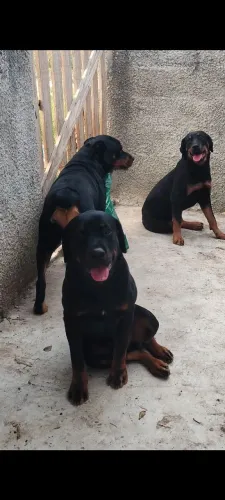 Rottweiler 