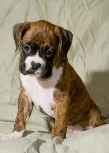 Filhotes Boxer 