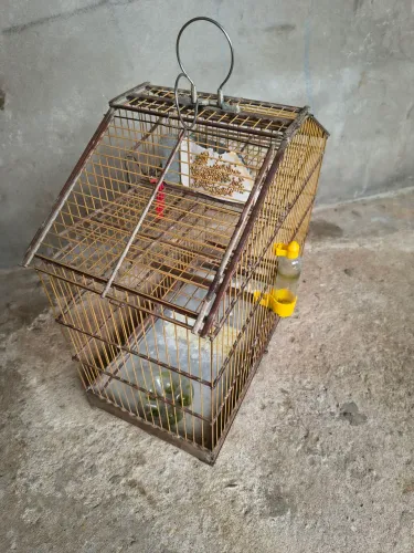 Vendo Gaiola Automática