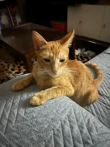 Gatos para adoção 