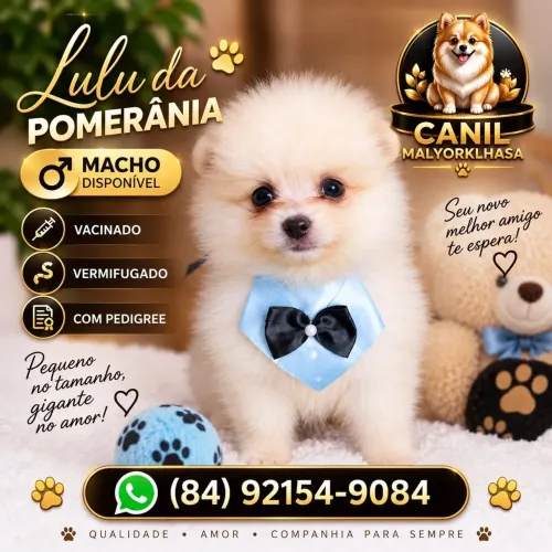 Spitz Alemão/Lulu da Pomerania
