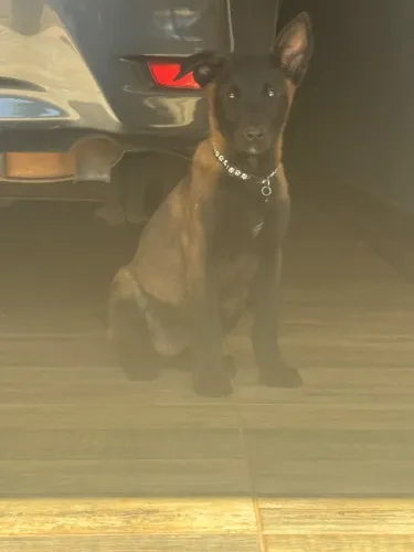 Filhote de pastor belga malinois