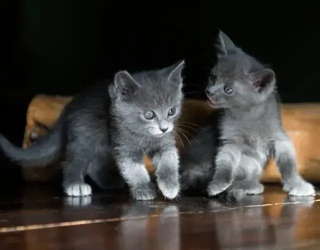 Russian Blue Femeas e machos